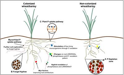 Phosphorus Acquisition Efficiency Related to Root Traits: Is Mycorrhizal Symbiosis a Key Factor to Wheat and Barley Cropping?